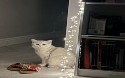 British Shorthair cats for sale: Gorgeous British Shorthair Kitten– Ready to Leave - Image 9