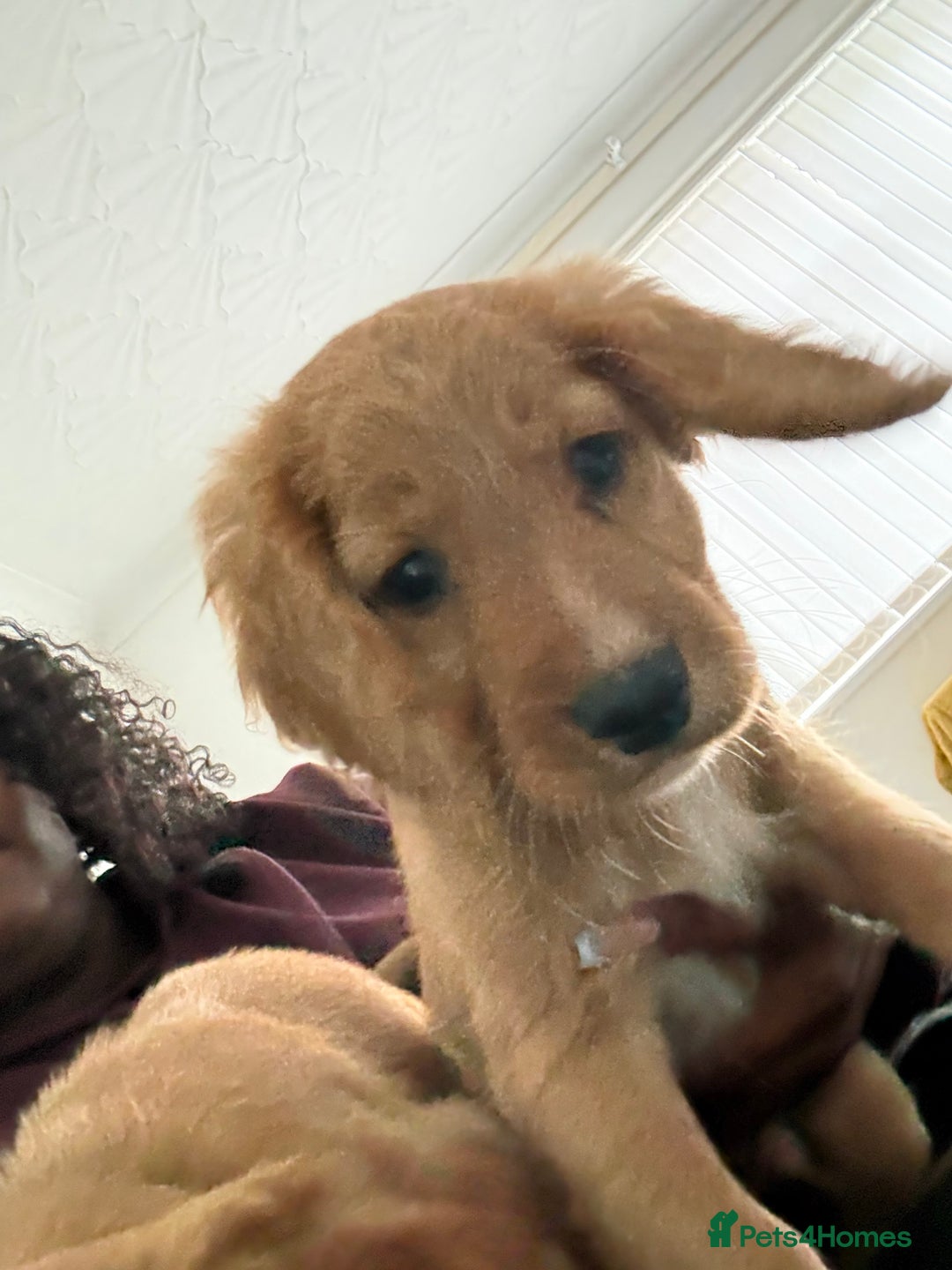 Cockapoo dogs for sale: 2 Beautiful Boy Cockapoo Puppies Left!! - Image 6