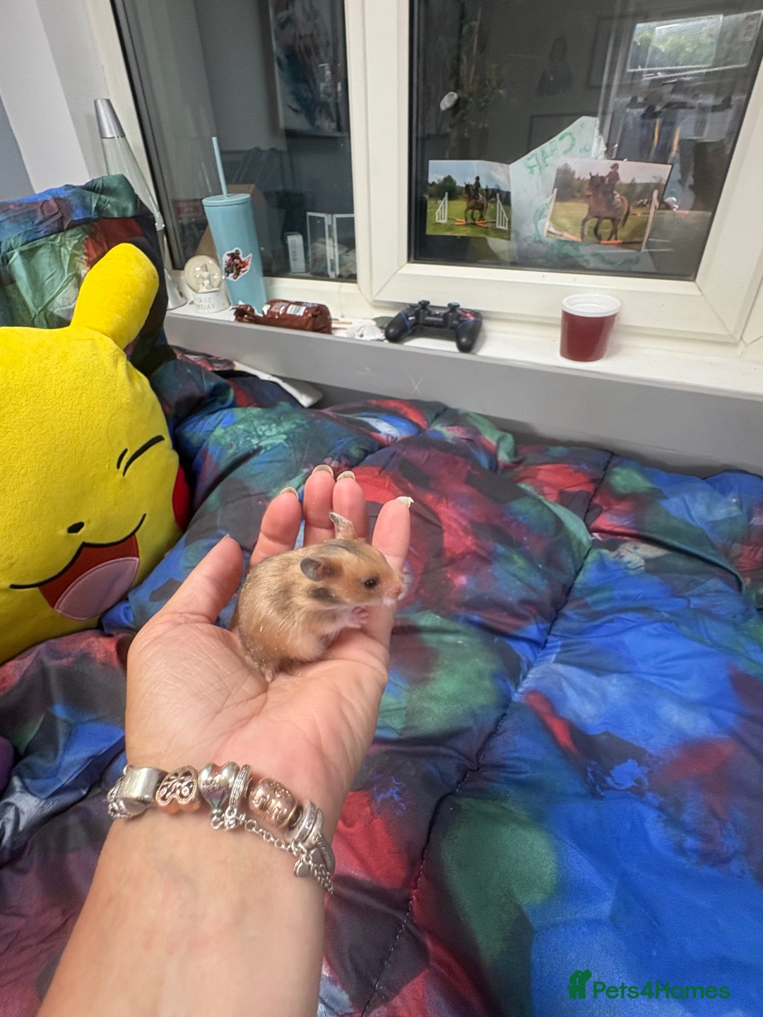 Hamster rodents for sale: Friendly Syrian hamster babies  - Image 14