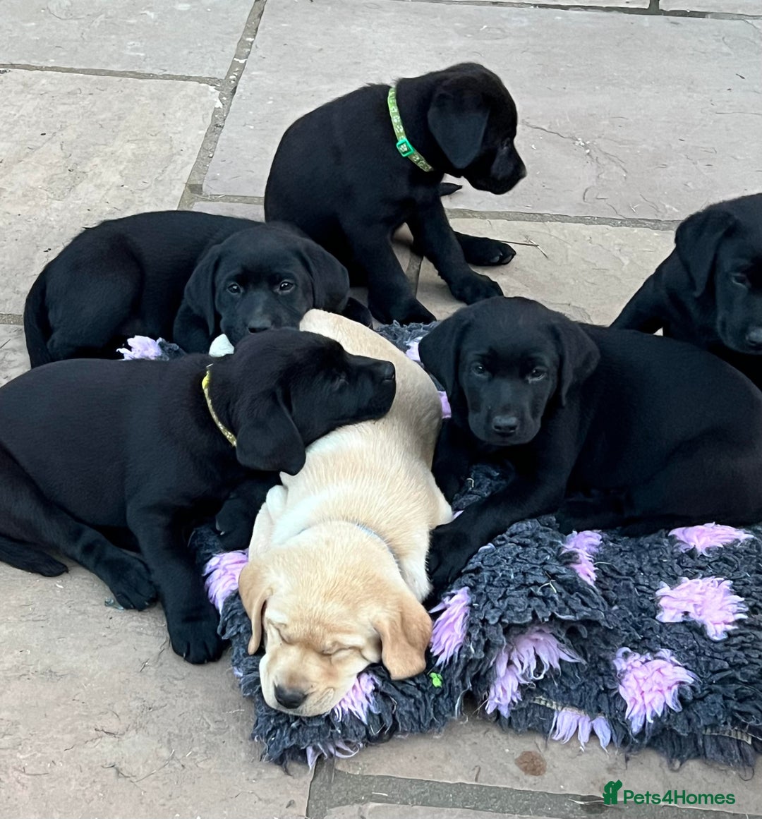 Labrador Retriever dogs for sale: Ready now from Plettenberg Labradors, KC Reg. - Image 7