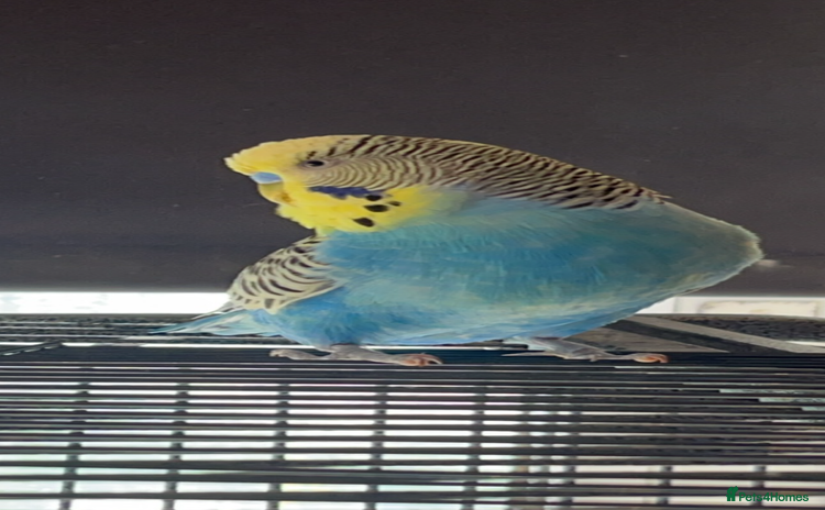 Budgerigars birds - Advert 3