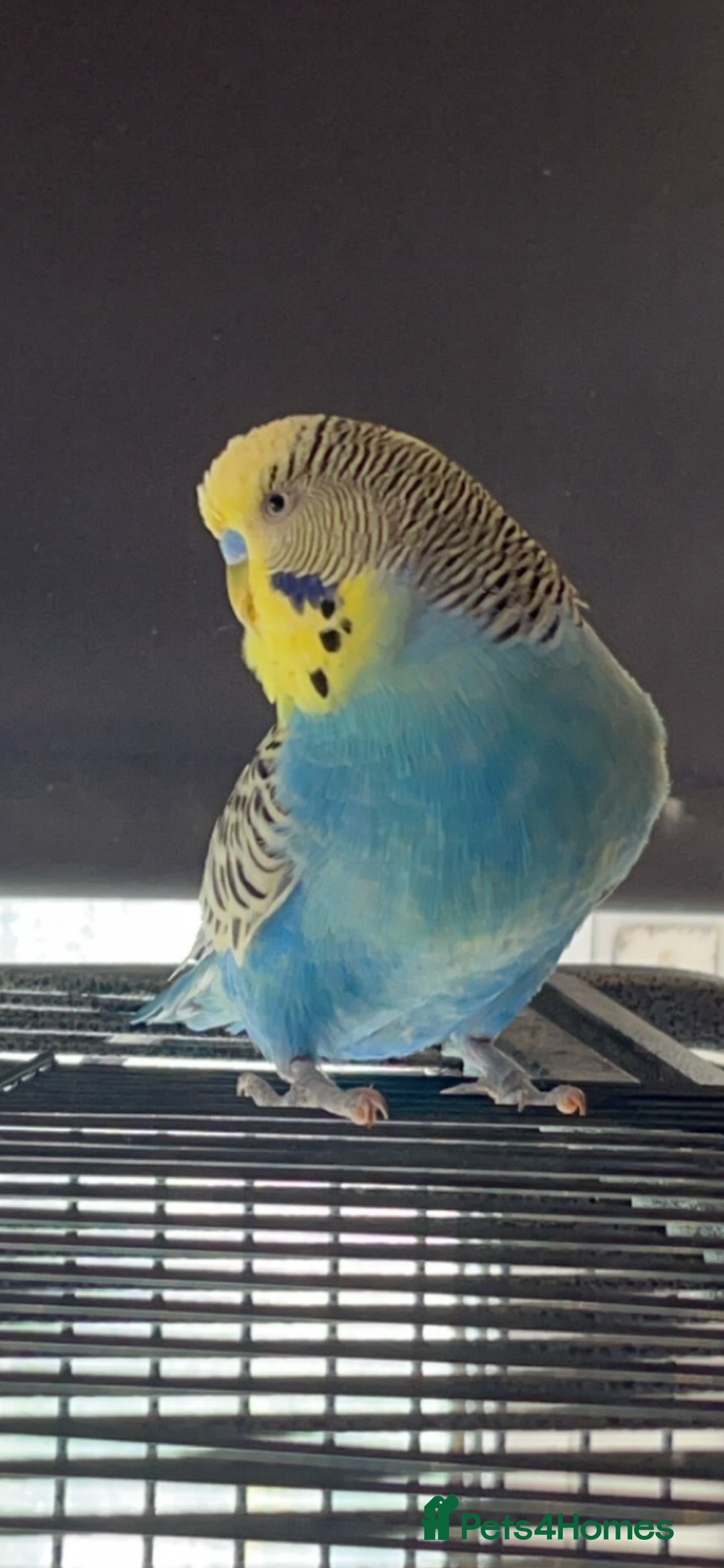 Budgerigars birds for sale: 3 budgies looking for new home  - Image 1