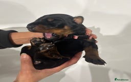 Dobermann dogs for sale: 🏆Supreme Dobermanns - Where Excellence Begins 🏆 - Image 20