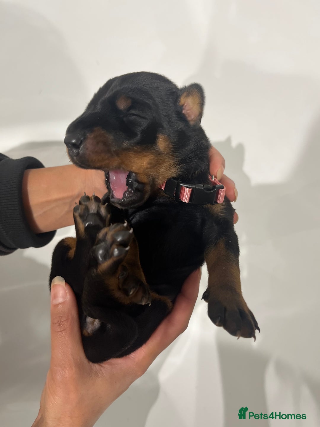 Dobermann dogs for sale: 🏆Supreme Dobermanns - Where Excellence Begins 🏆 - Image 20