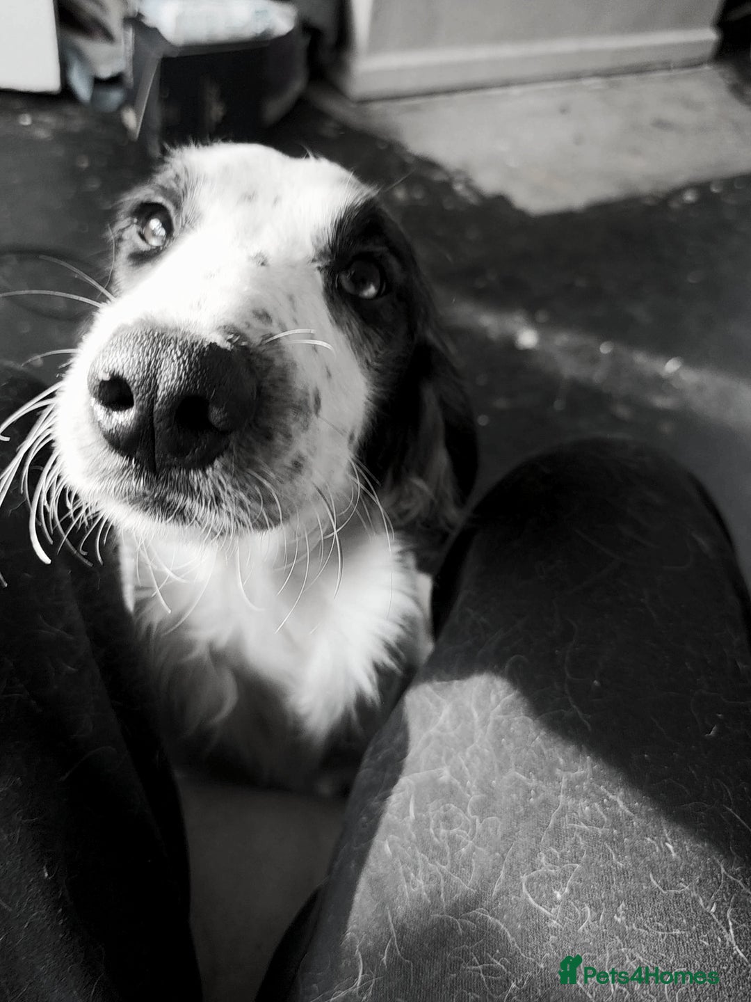 Sprocker dogs for sale: Sprocker brothers - Advert 7