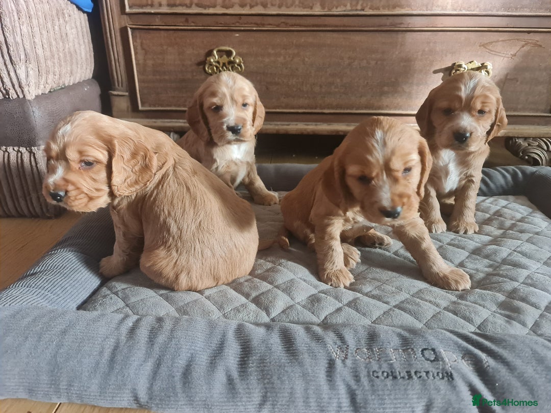Cocker Spaniel dogs for sale: Golden Cocker Spaniel puppies (boy available) - Advert 11