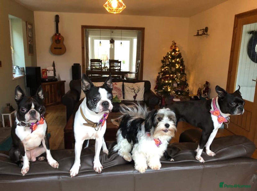 Biewer Terrier dogs Biewer stud dog ebbw vale  in Ebbw Vale - Advert 1