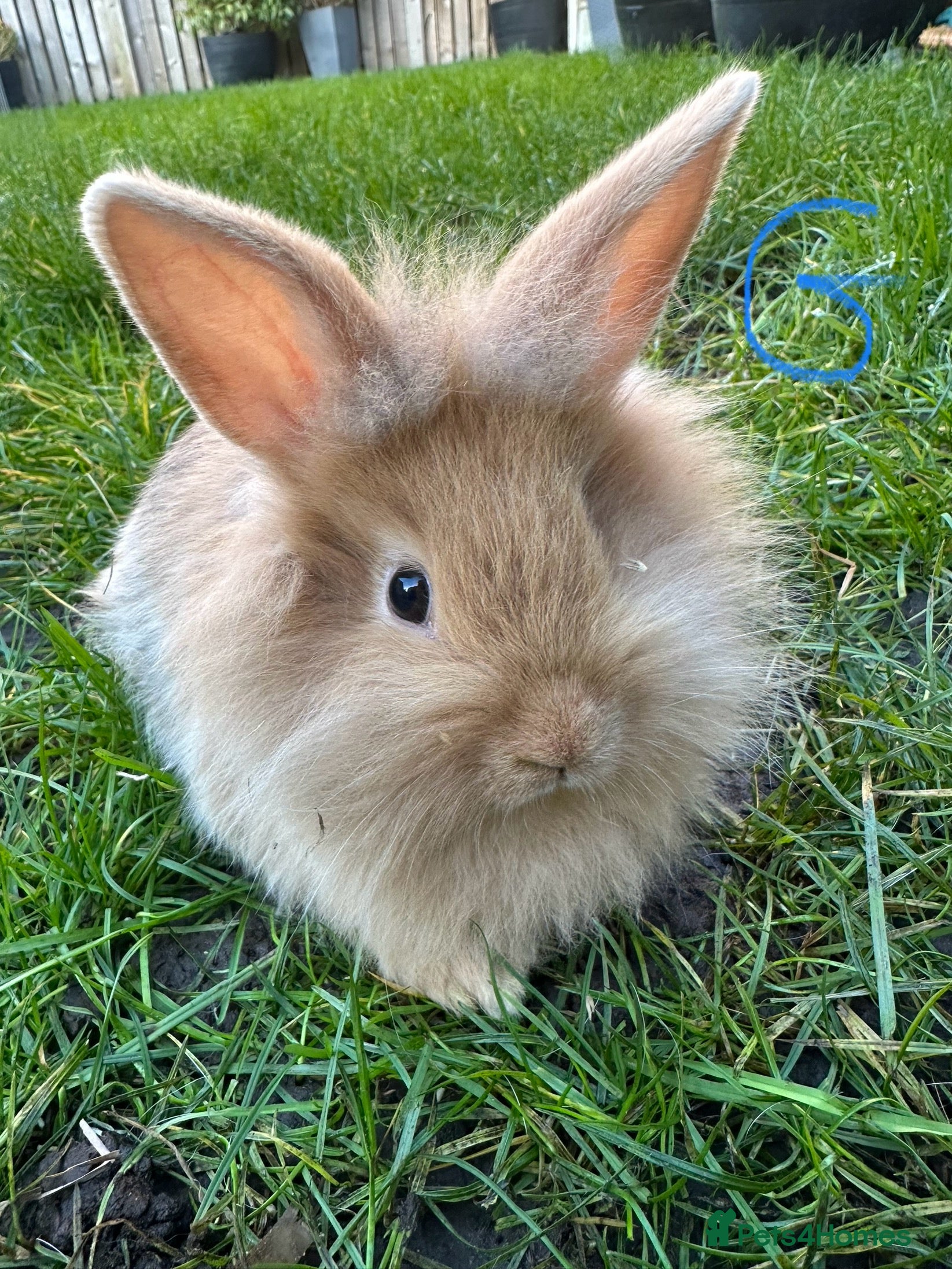 Lionhead rabbits Lionhead Rabbits For Sale  - Advert 2