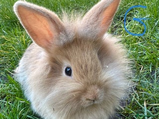 Lionhead rabbits Lionhead Rabbits For Sale - Advert 6