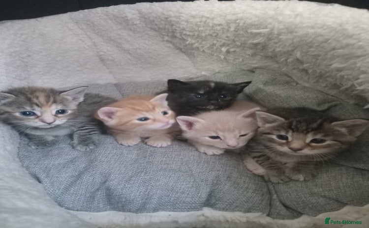 Bengal cats - Advert 11