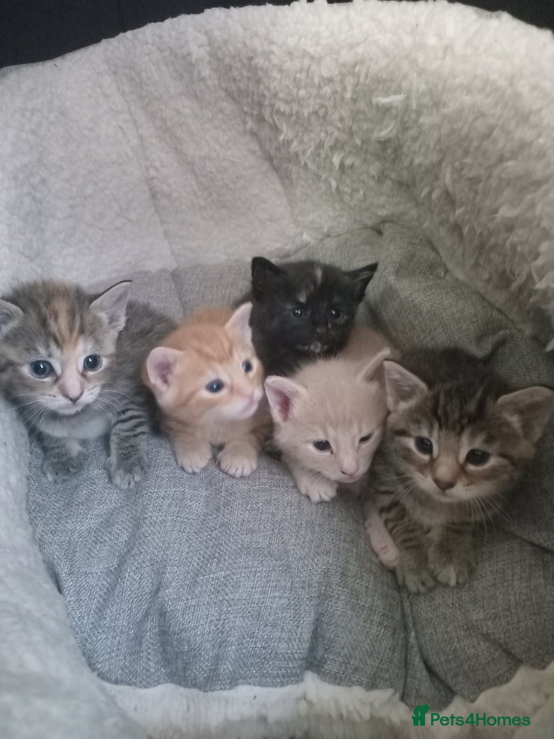 Bengal cats for sale: Adorable kittens ready to leave  - Image 1