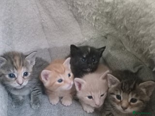 Bengal cats - Advert 33