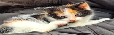 Mixed Breed Kitten 3