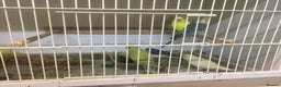 Budgerigars birds for sale: New baby budgies - Advert 8