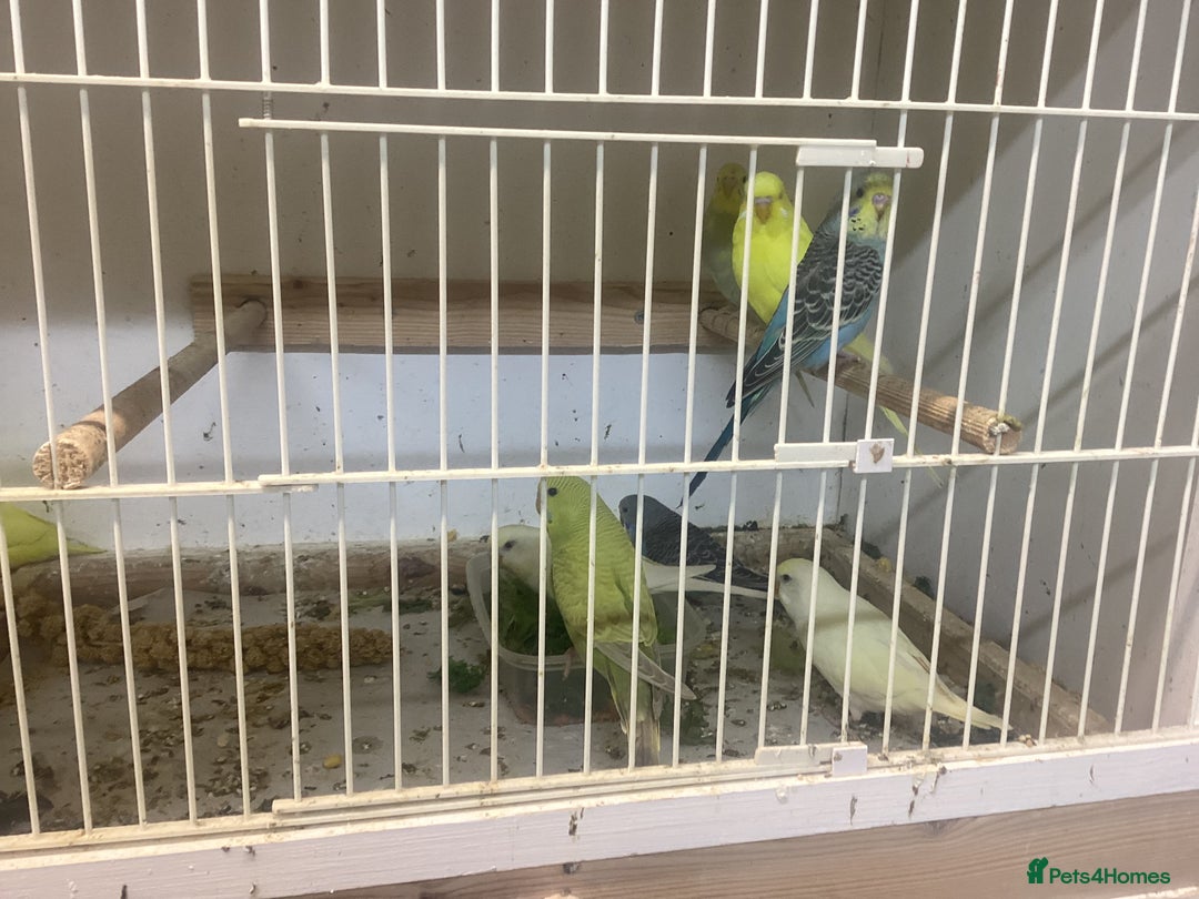 Budgerigars birds for sale: New baby budgies - Advert 8