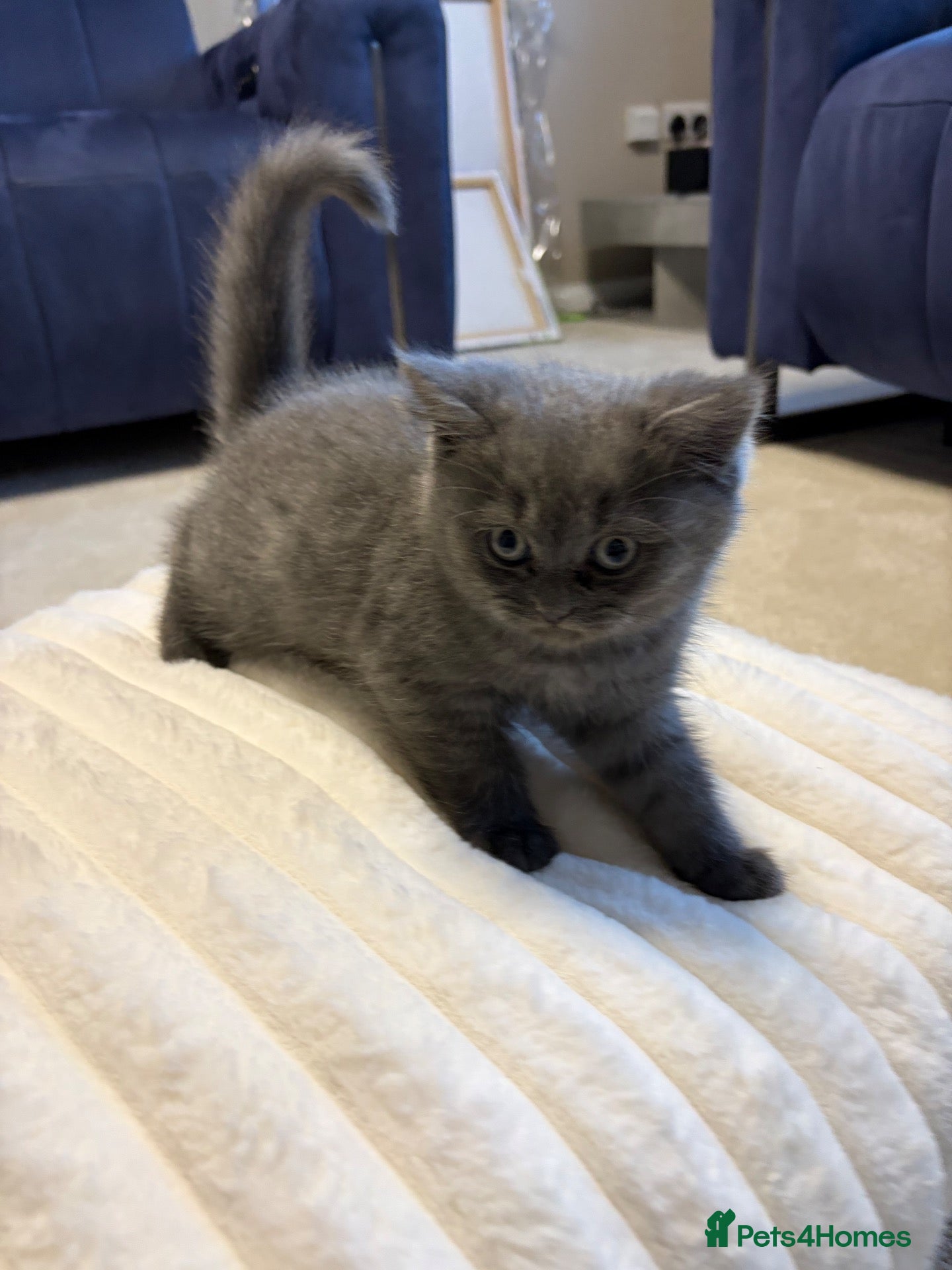 Mixed Breed cats Persian x BSH LAST ONE  - Advert 13