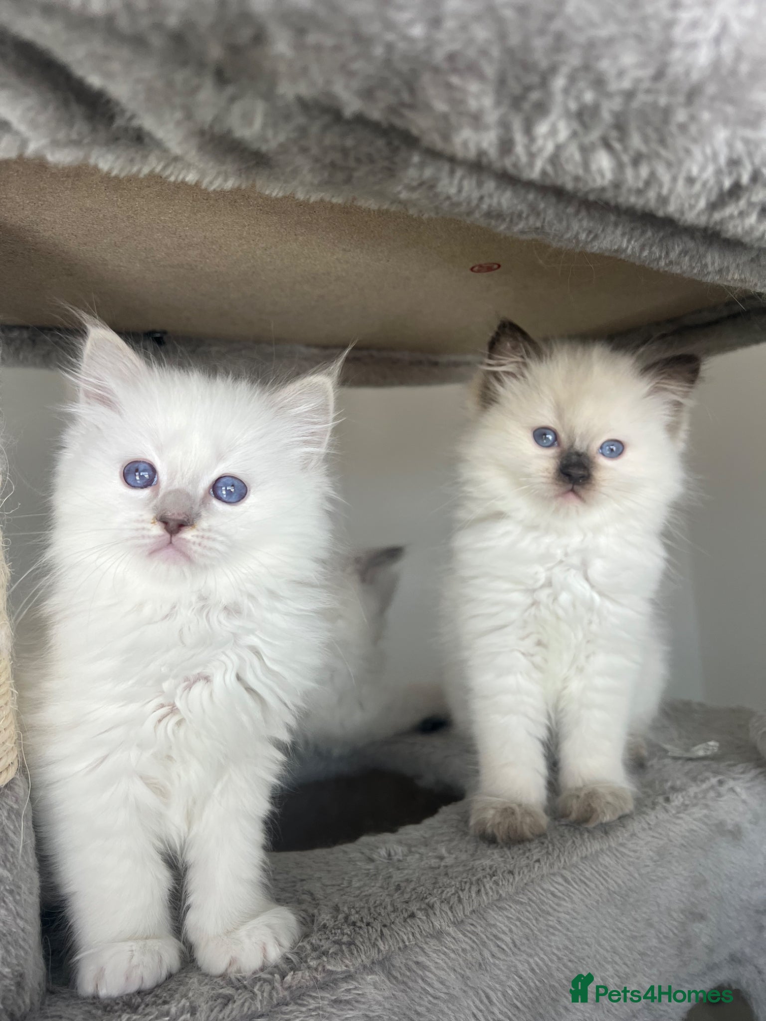 Ragdoll cats Registered Ragdoll kittens for sale - Advert 2