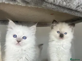 Ragdoll cats Registered Ragdoll kittens for sale - Advert 8