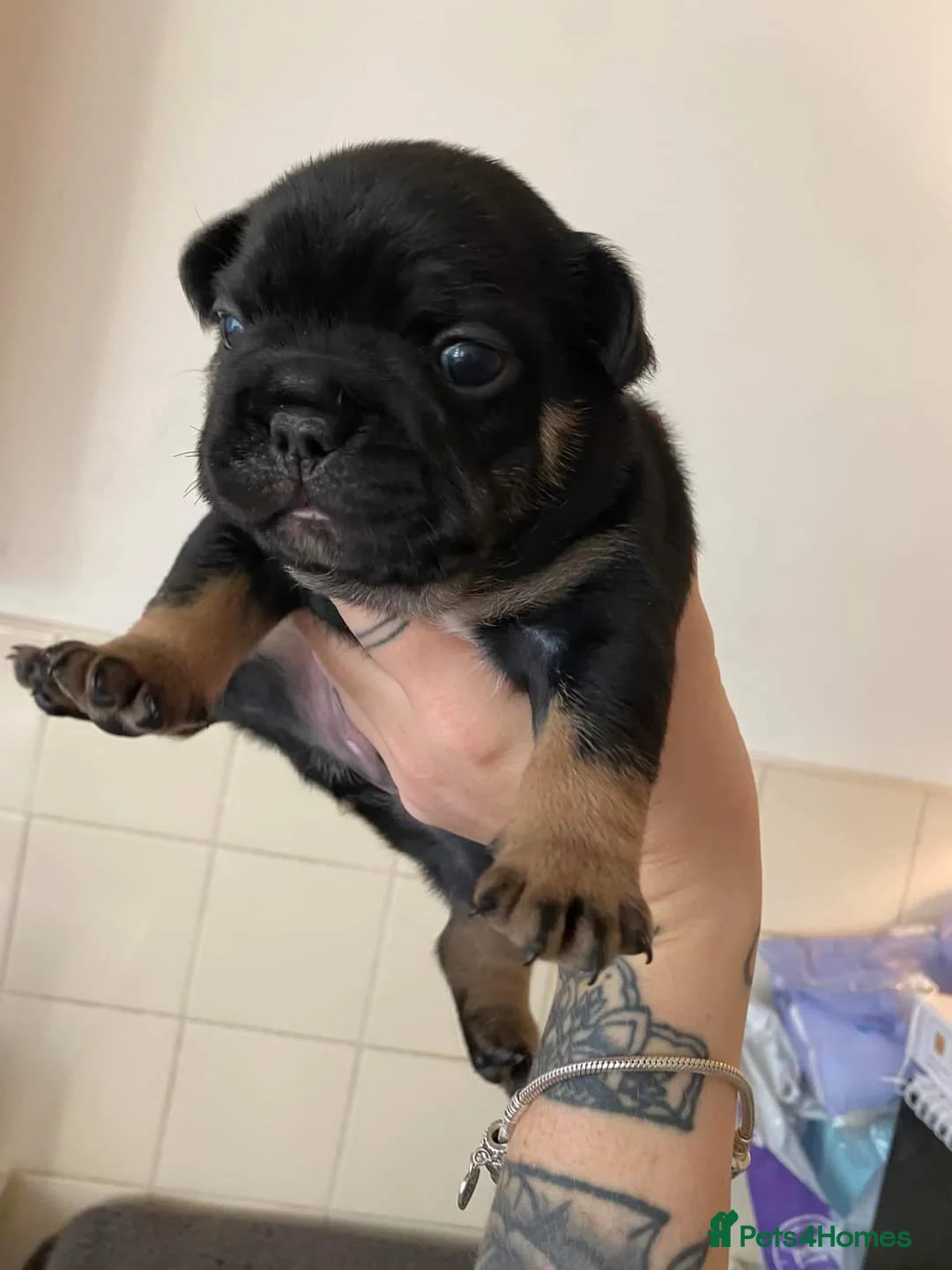 French Bulldog dogs for stud: Rfg tested aa lilac quad fluffy carrying testable in Sheffield - Advert 18