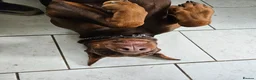 Dobermann dogs for sale: Dobermann puppies  in Maidstone - Advert 3