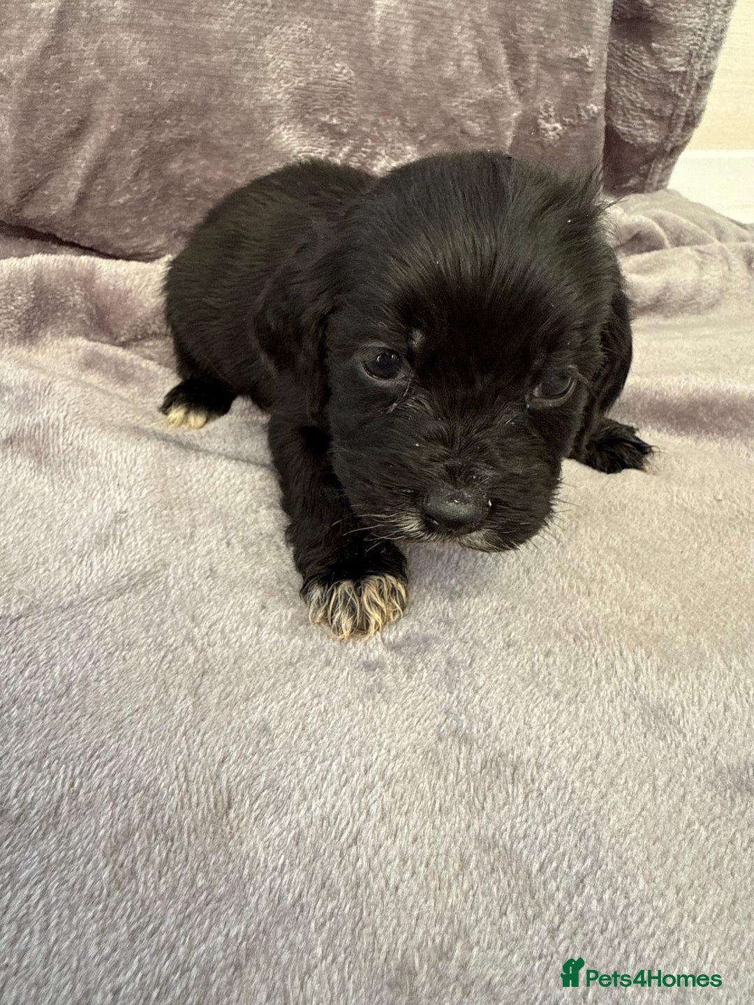 Cocker Spaniel dogs for sale: Cocker spaniel pups  - Advert 9