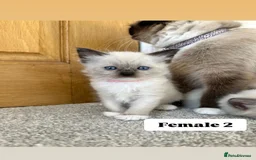 Ragdoll cats for sale: Purebred Ragdoll Kittens Looking for Forever Homes - Image 4