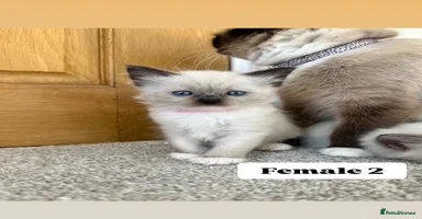 Ragdoll cats - Advert 16