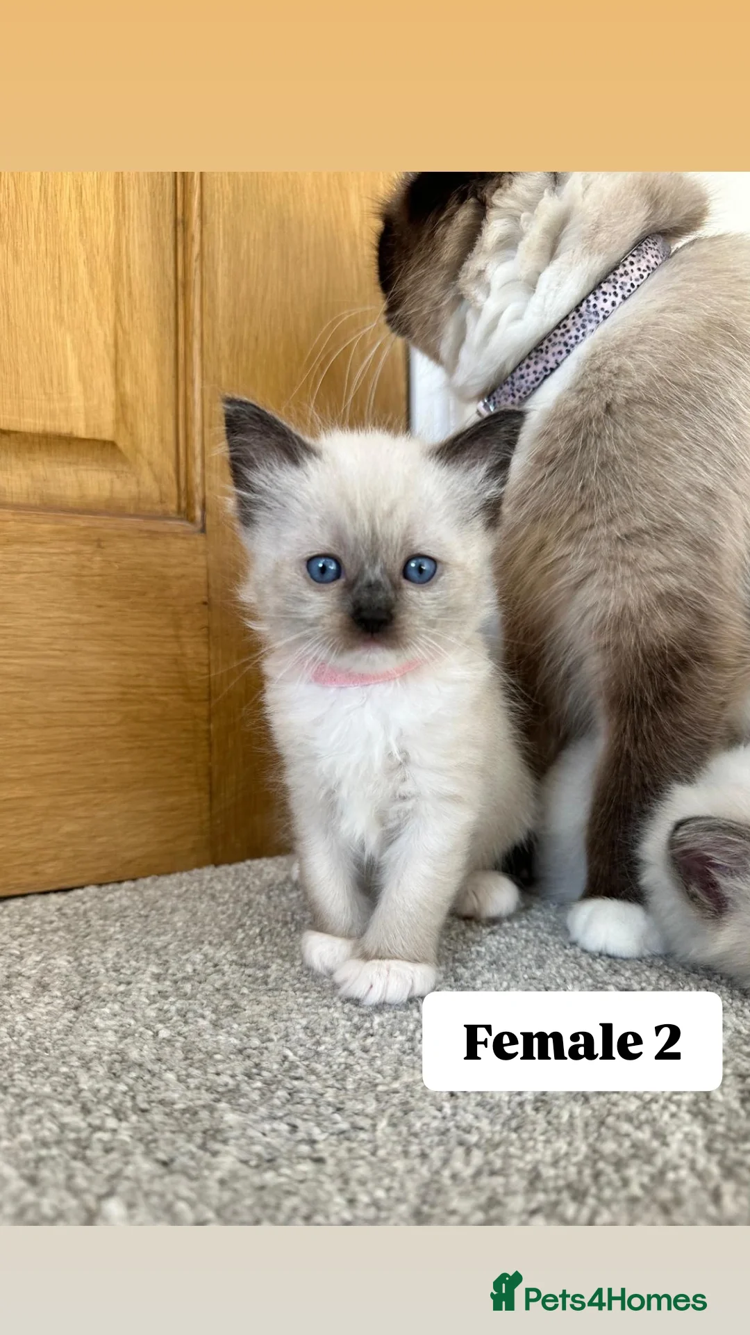 Ragdoll cats for sale: Purebred Ragdoll Kittens Looking for Forever Homes - Image 4