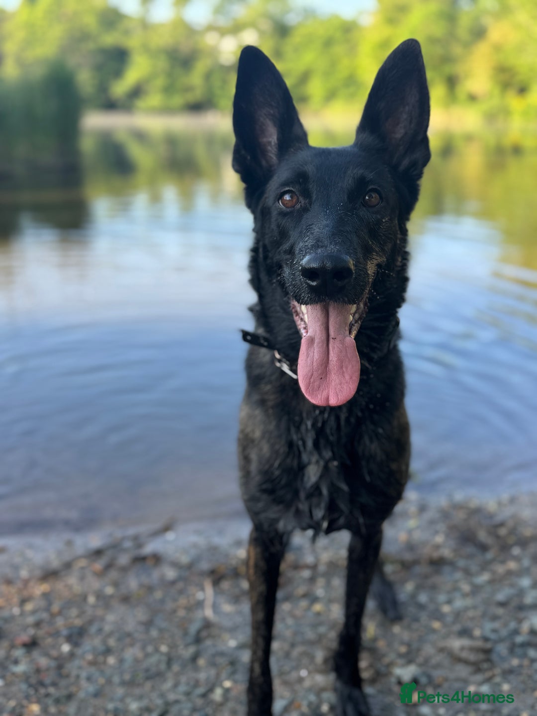 Belgian Shepherd Dog dogs for sale: Belgian Malinois – Female - Image 5
