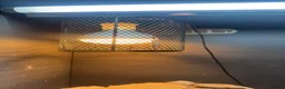 Bearded Dragon reptiles for sale: Bearded dragon and full set up  - Advert 5