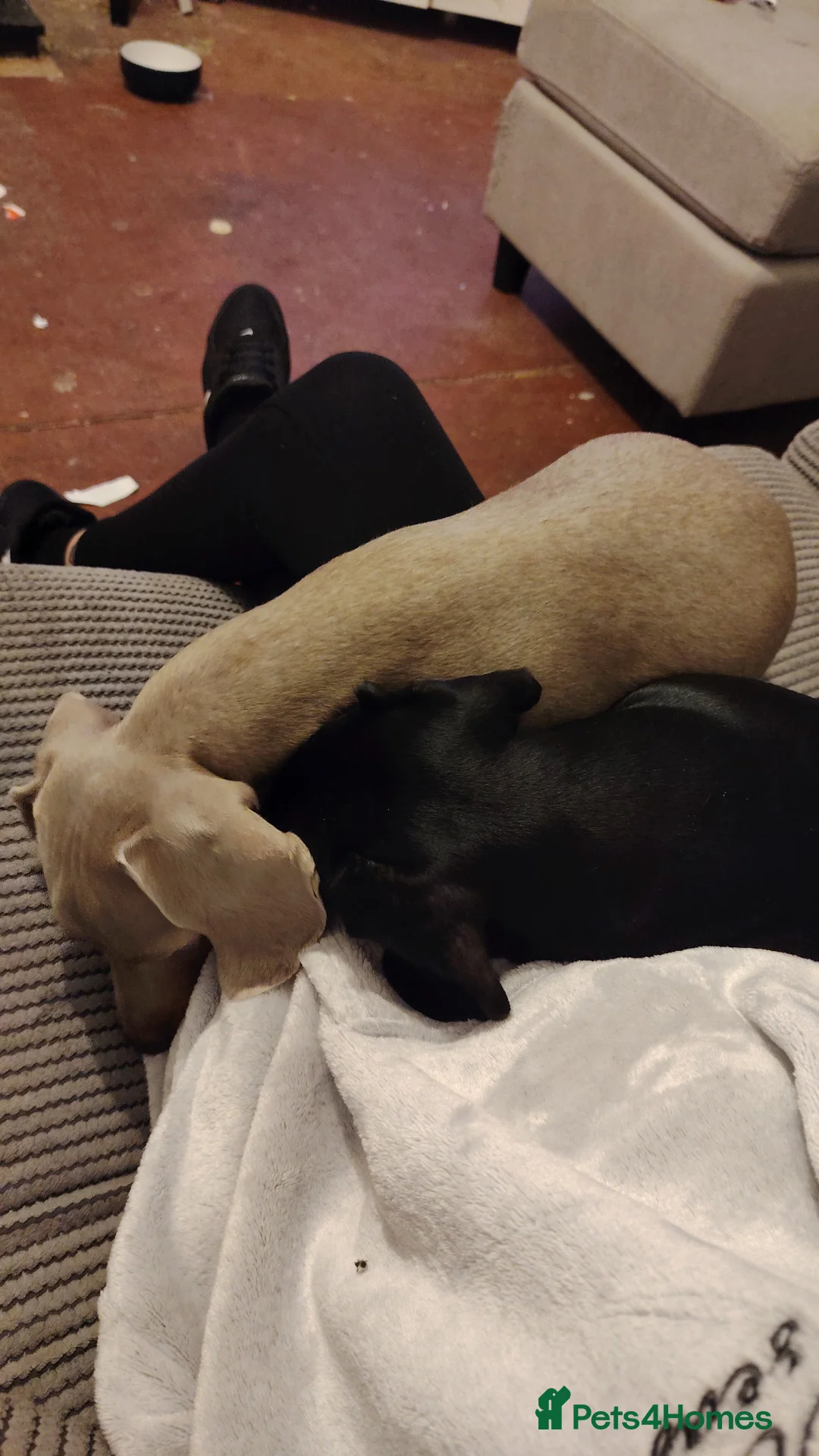 Miniature Dachshund dogs for sale: Mini dachshund - Advert 8