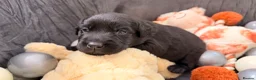 Goldador dogs for sale: Beautiful Goldador Puppies - Advert 8