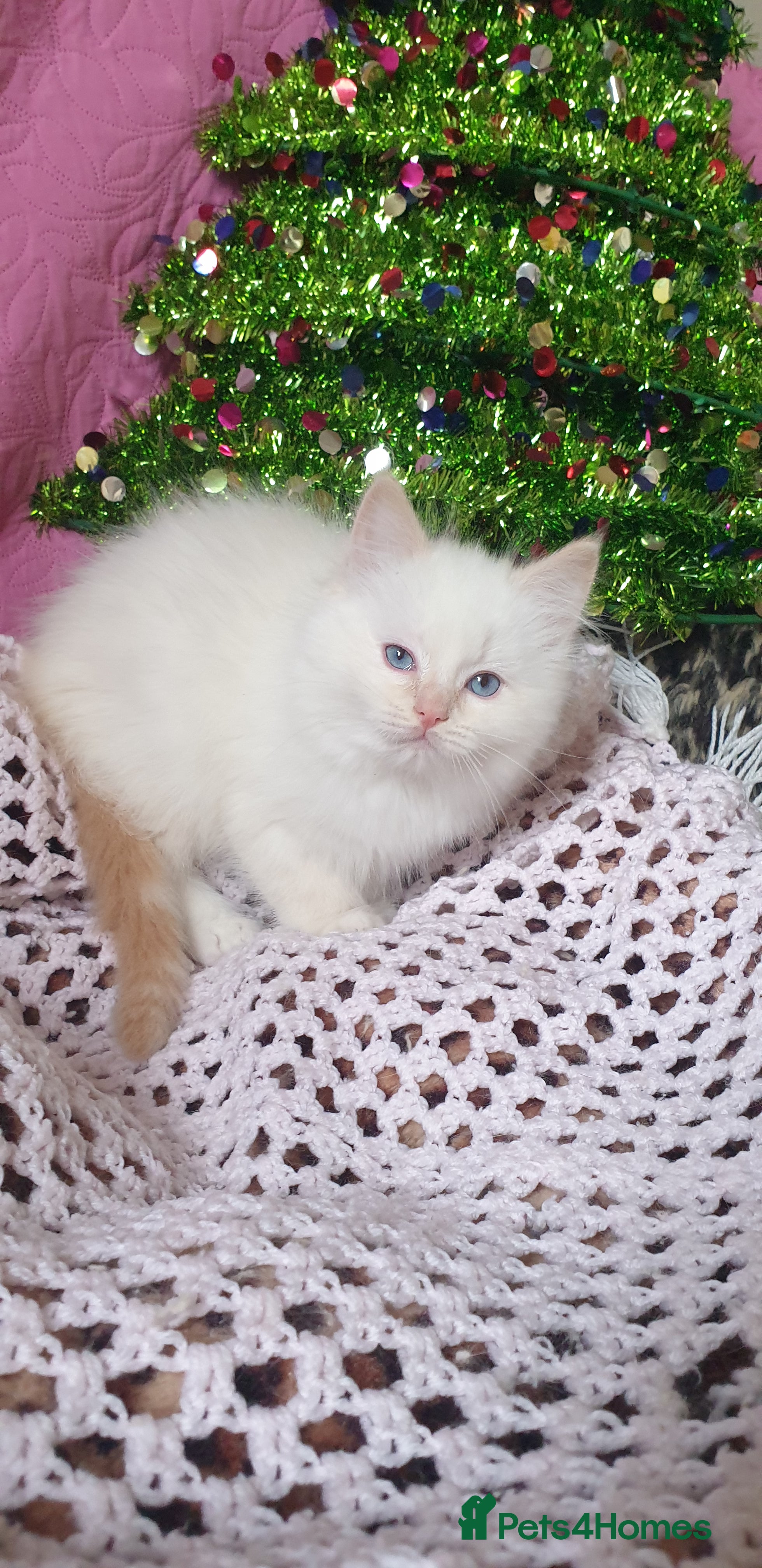 Ragdoll cats 💗Stunning GCCF registered Ragdoll Kittens. - Advert 7