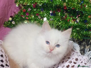 Ragdoll cats 💗Stunning GCCF registered Ragdoll Kittens. - Advert 4