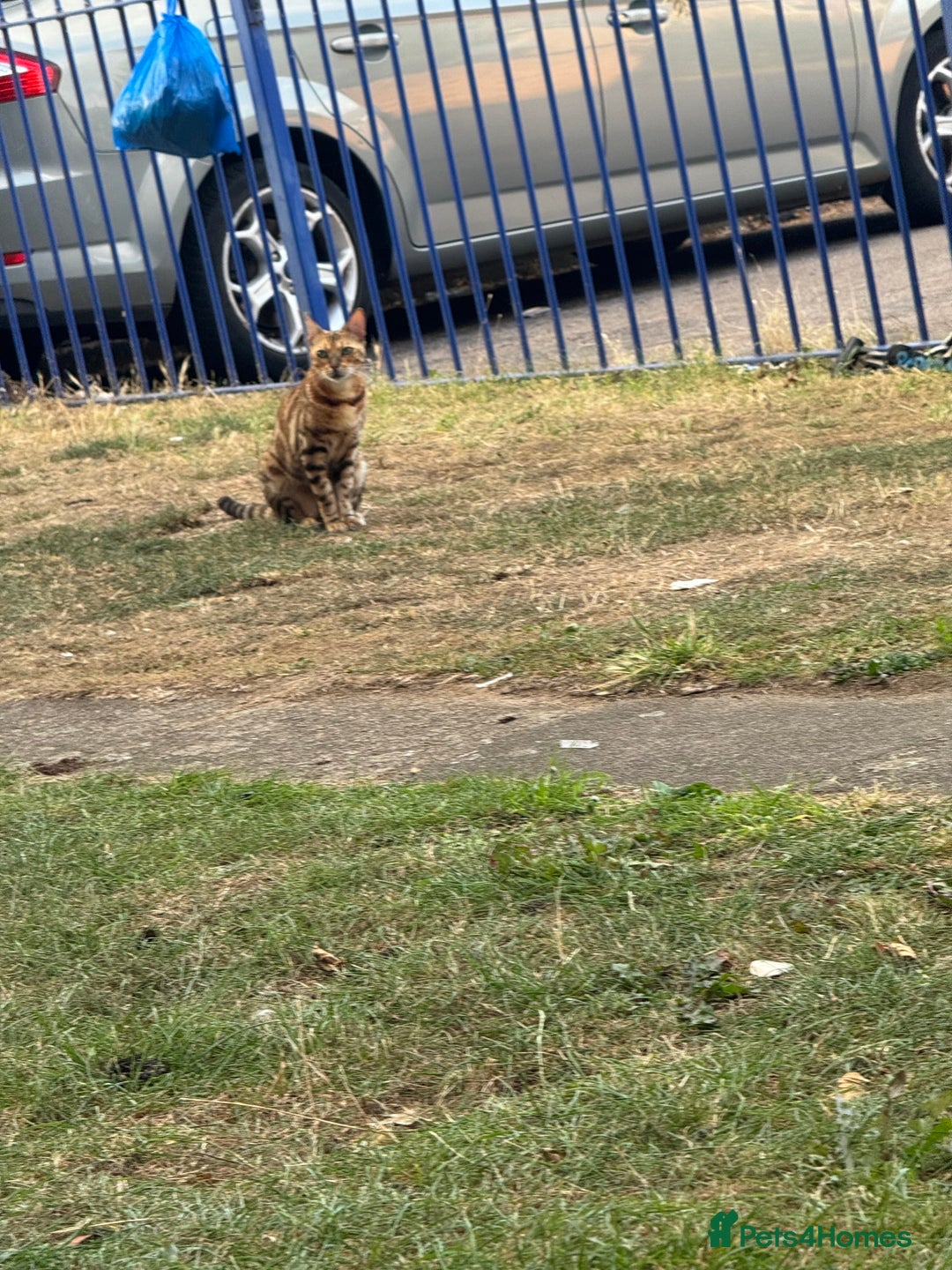 Bengal cats for sale: She very beautiful  - Image 23