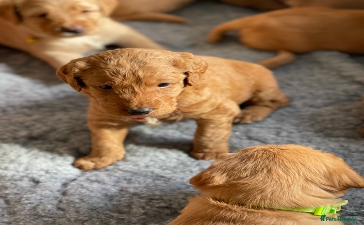 Australian Labradoodle dogs - Advert 2
