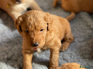 Australian Labradoodle dogs - Advert 23