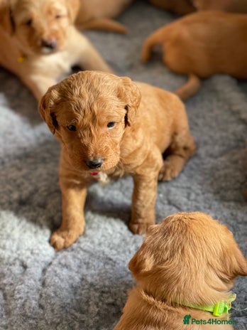 Australian Labradoodle dogs - Advert 16