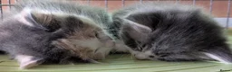 Mixed Breed cats for sale: Domestic short hair x Main coon - Advert 13
