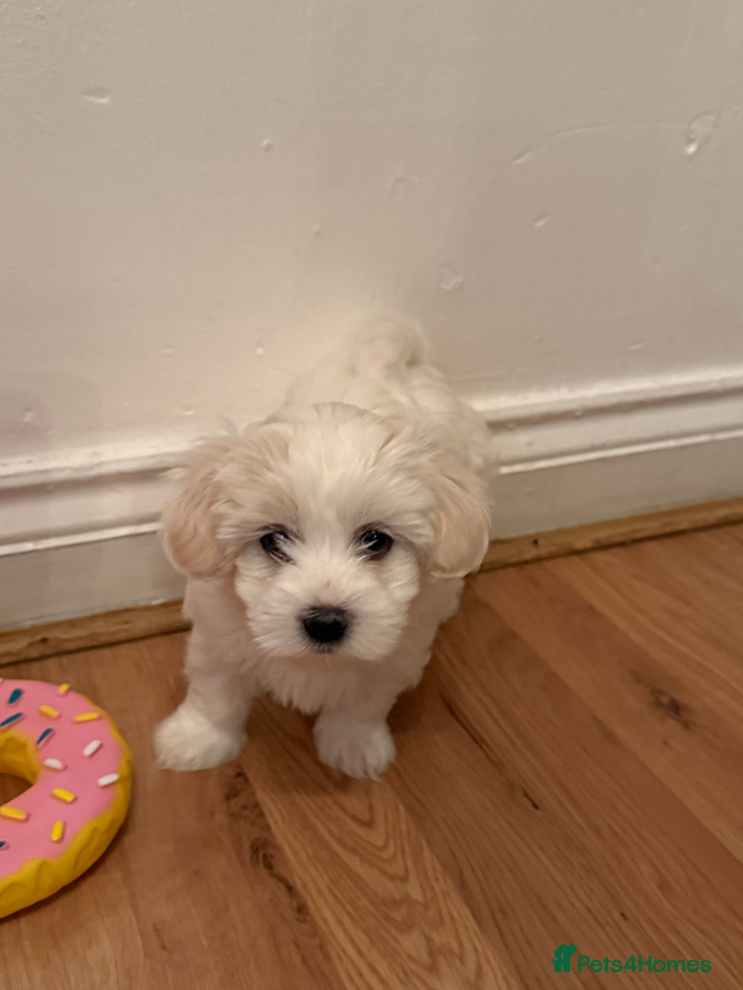 Maltese dogs for sale: pure maltese little girl - Advert 8