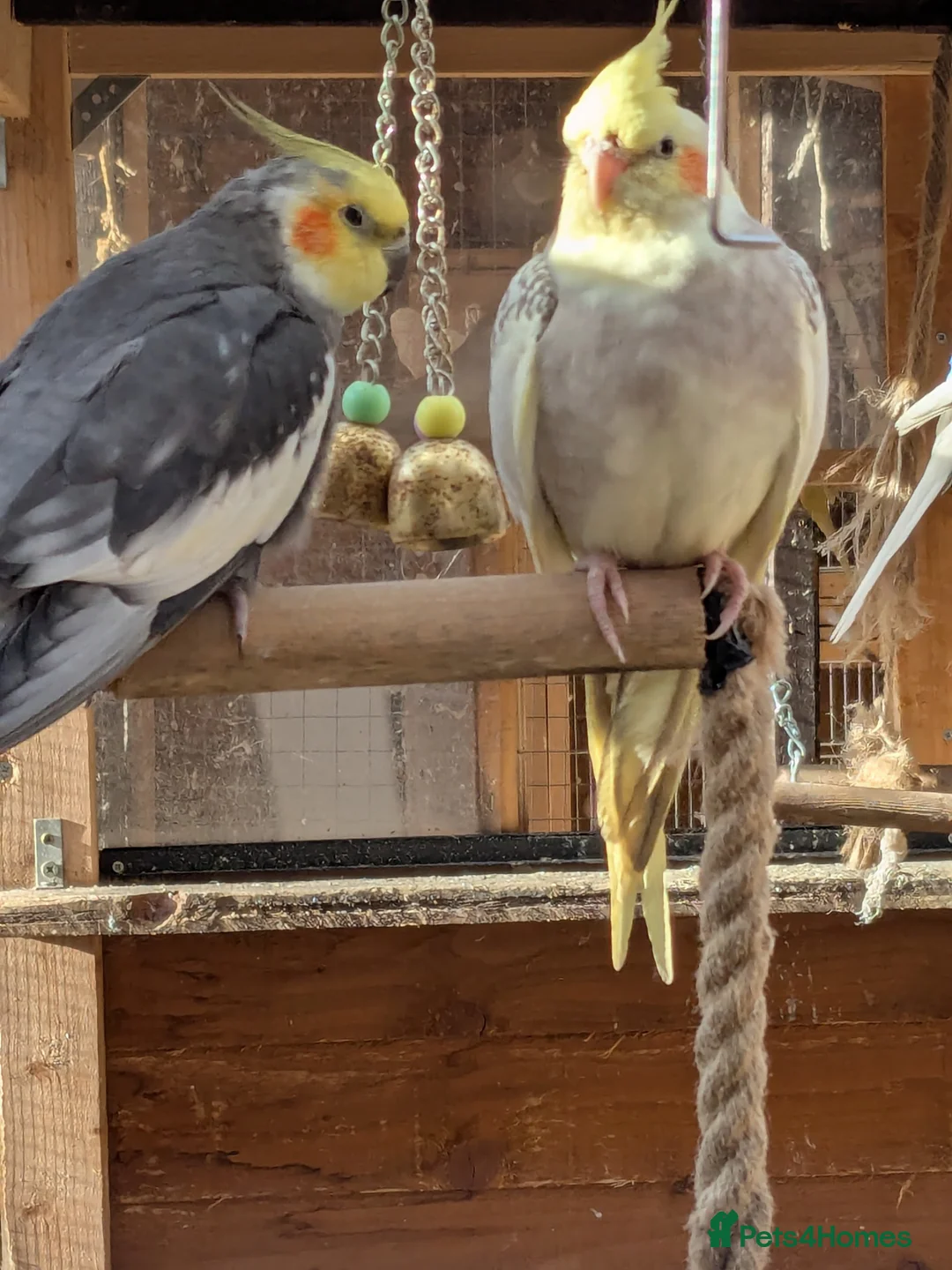 Cockatiels birds for sale: Adult cockateils - Advert 3