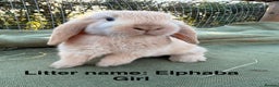 Mini Lop rabbits for sale: Mini Lop bunnies  - Advert 11