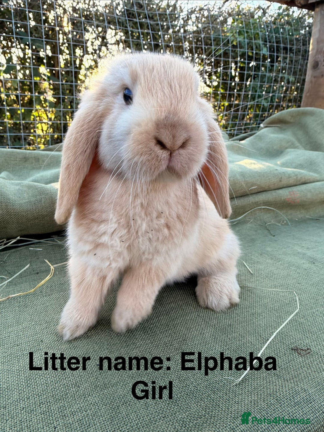 Mini Lop rabbits for sale: Mini Lop bunnies  - Advert 11