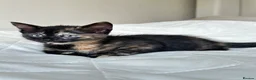 Mixed Breed cats for sale: Kittens - Advert 17