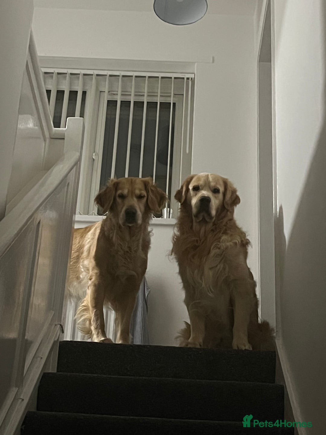Golden Retriever dogs for sale: Golden retriever puppies - Image 20