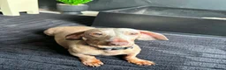 Dachshund dogs for sale: Female dachshund  - Advert 5