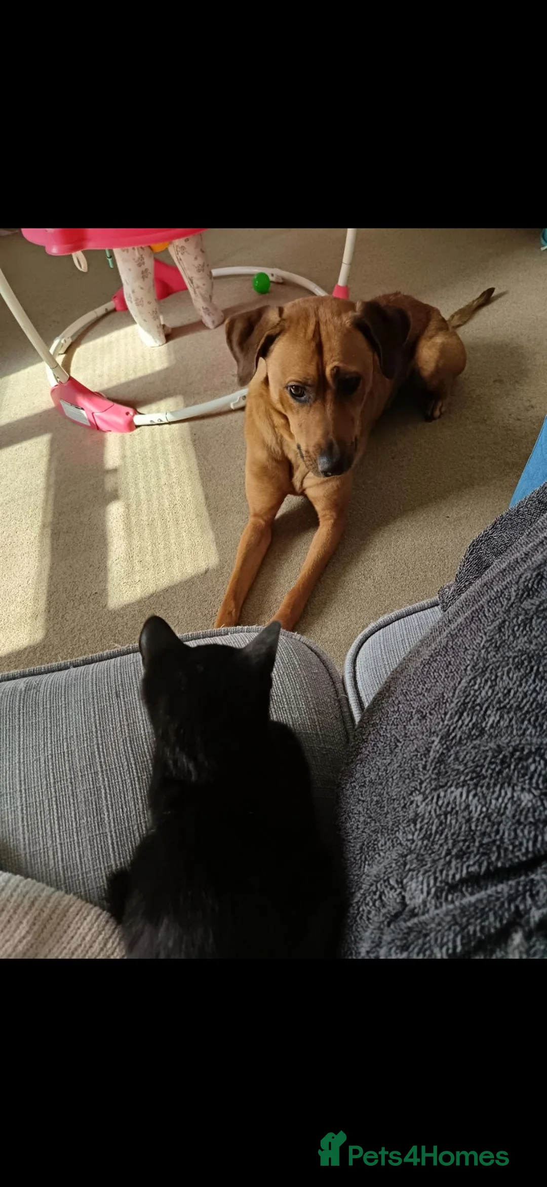 Mixed Breed dogs for sale: Luna dog - Advert 3