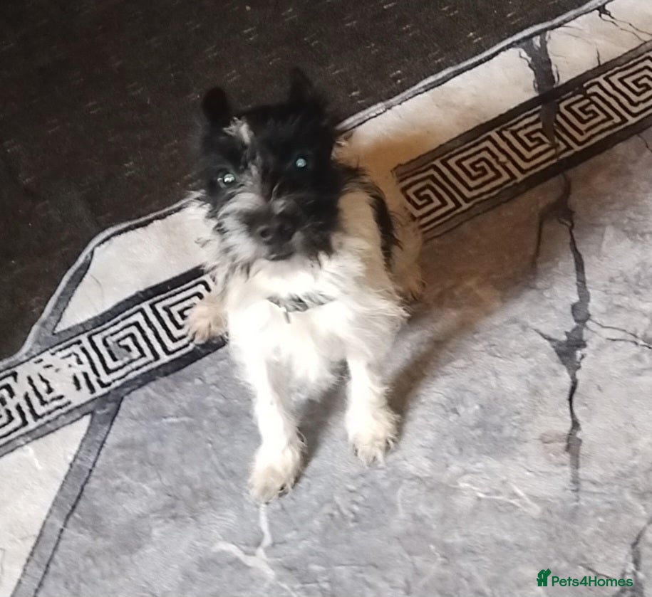 Mixed Breed dogs Small terrier boy - Advert 1