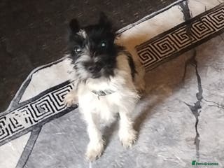 Mixed Breed dogs Small terrier boy - Advert 1