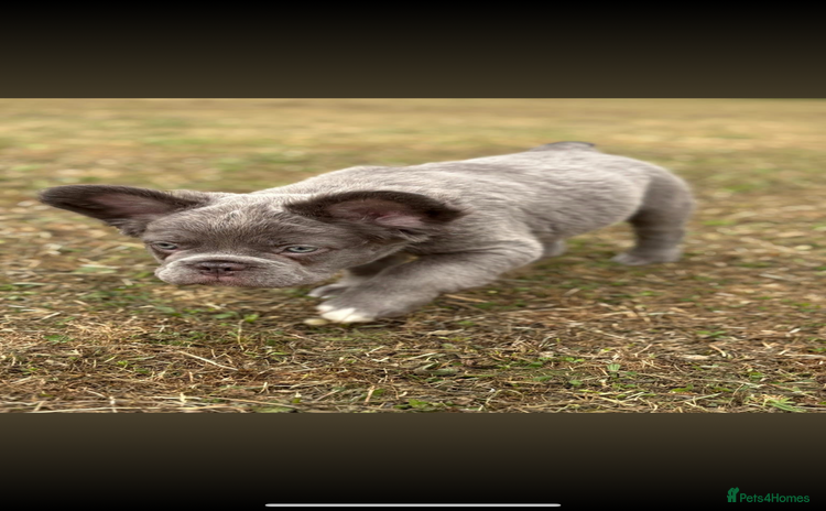 French Bulldog dogs - Advert 1